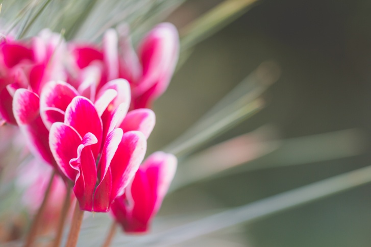 Cyclamen Photo