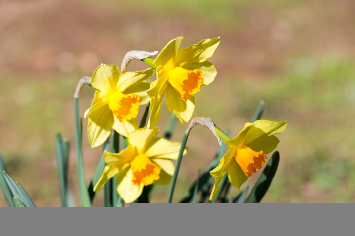 Daffodil Photo