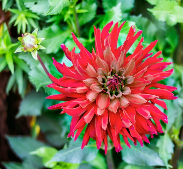 Dahlia Photo