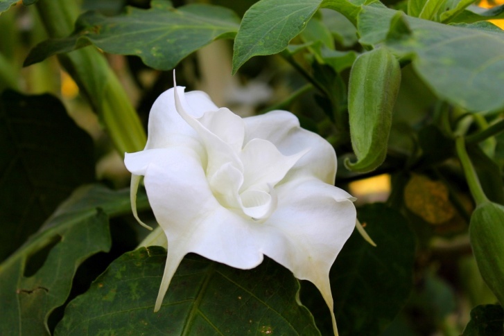 Datura Photo