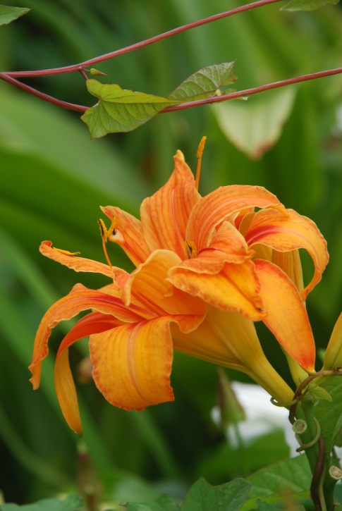 Day Lily Photo