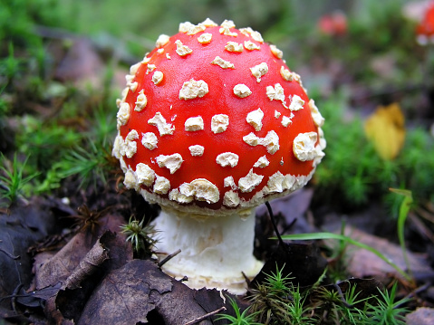 Deadly Amanita Photo