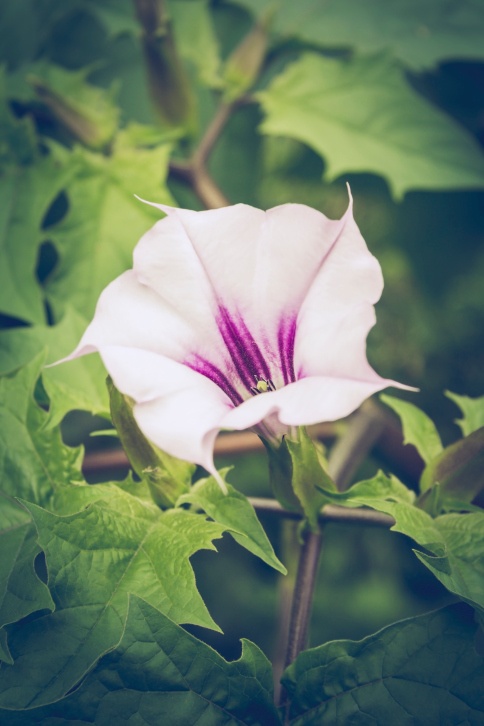 Deadly Nightshade Photo