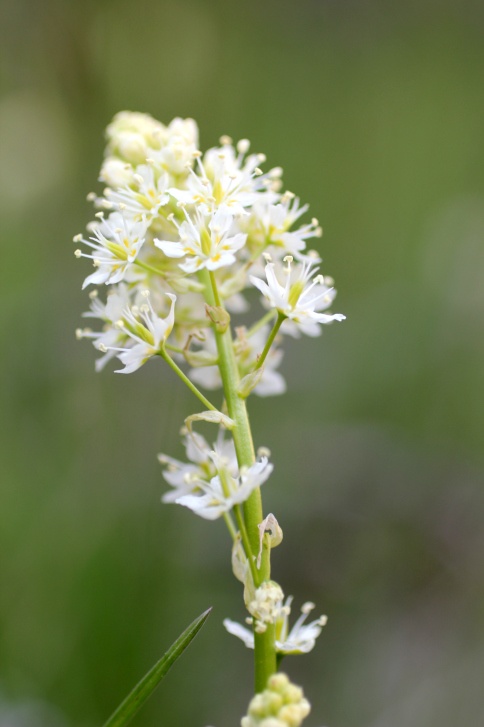 Death Camas Photo