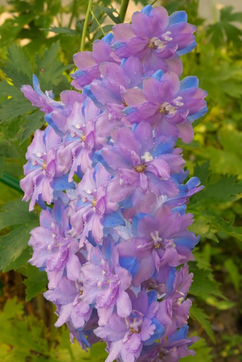 Delphinium Photo