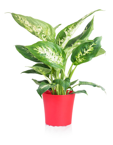 Dieffenbachia Photo