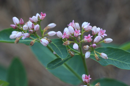 Dogbane Photo