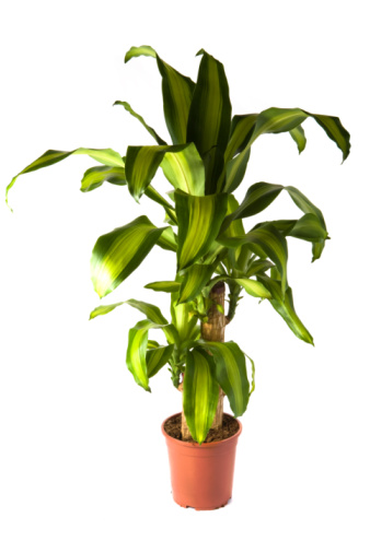 Dracaena Photo