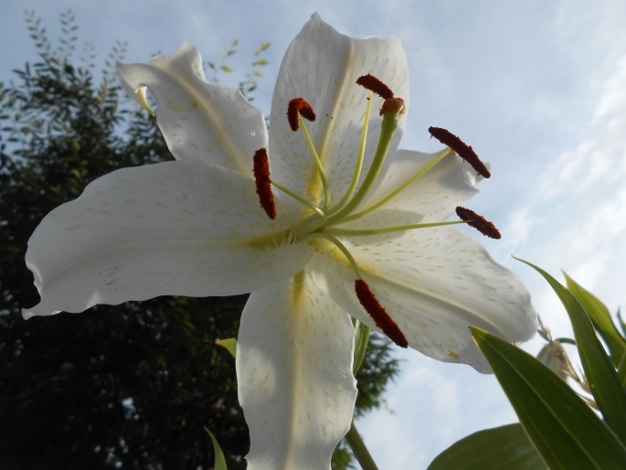 Easter Lily Photo