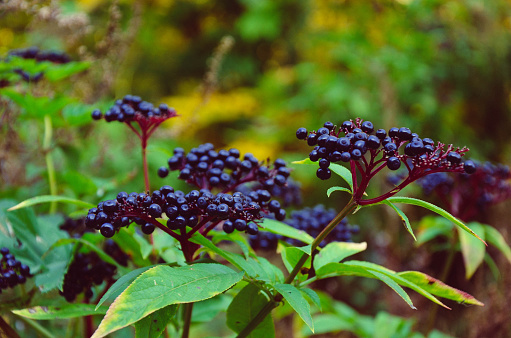 Elderberry Photo