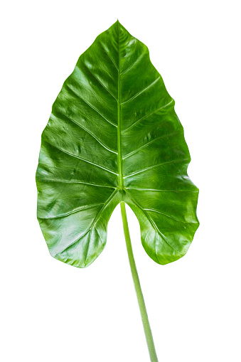 Elephant Ear Photo