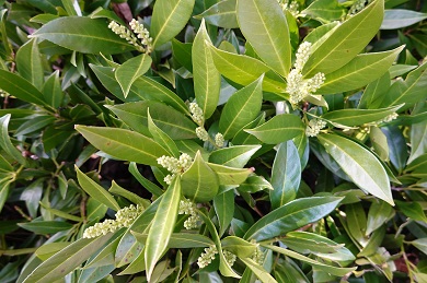 English Laurel Photo