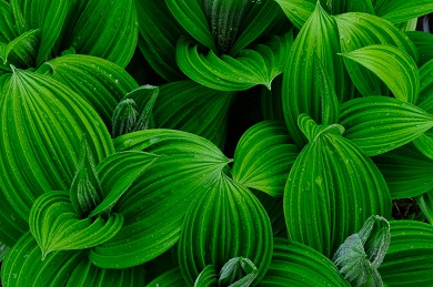 False Hellebore Photo