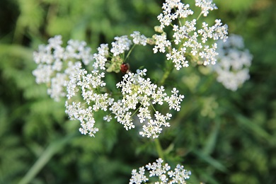 False Parsley Photo