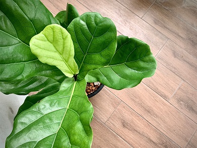 Fiddle Leaf Fig Photo