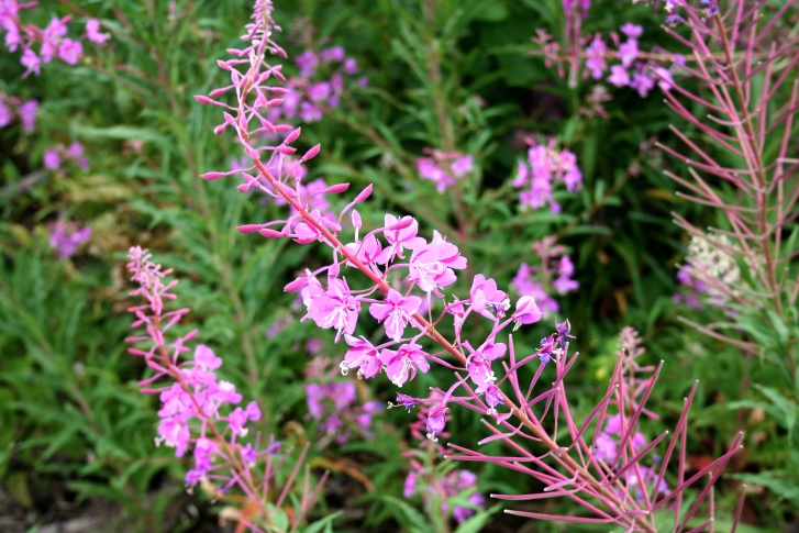 Fireweed Photo