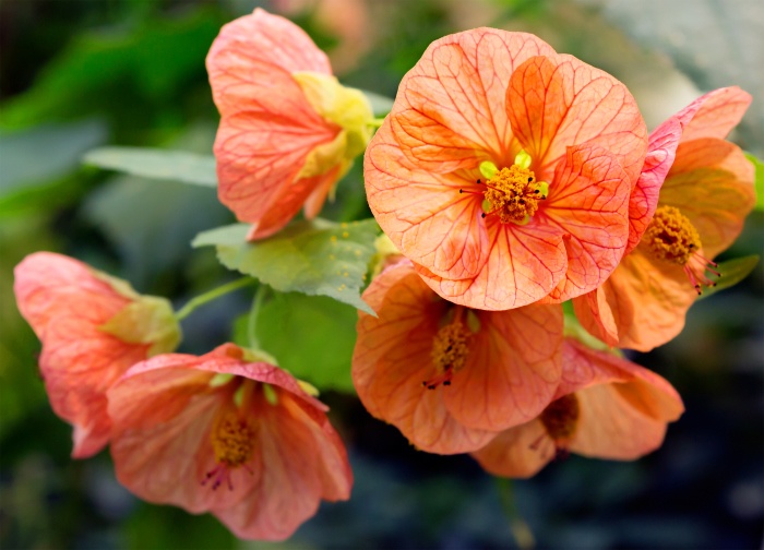 Flowering Maple Photo