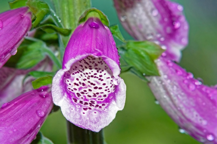 Foxglove Photo