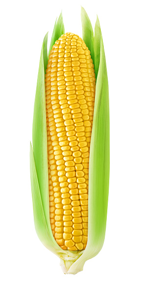 Full sized Corn Photo