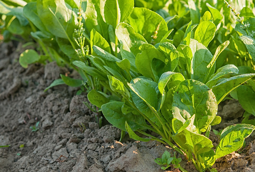 Garden Sorrel Photo