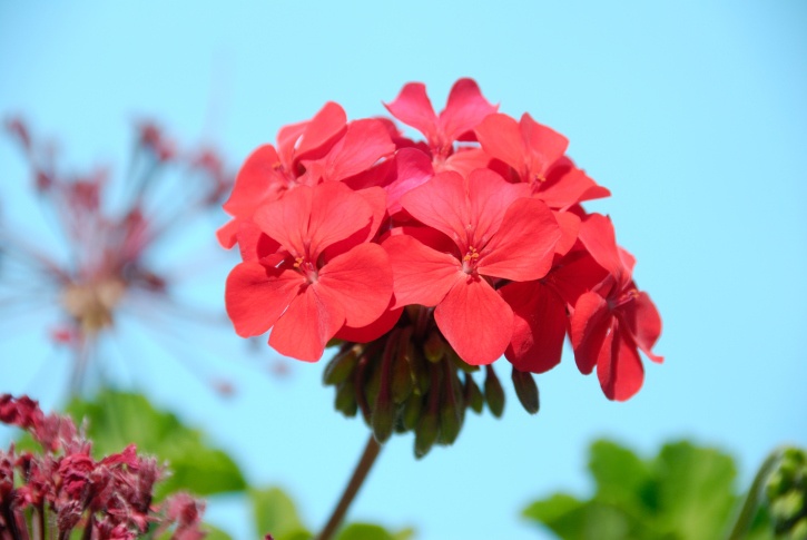 Geranium Photo