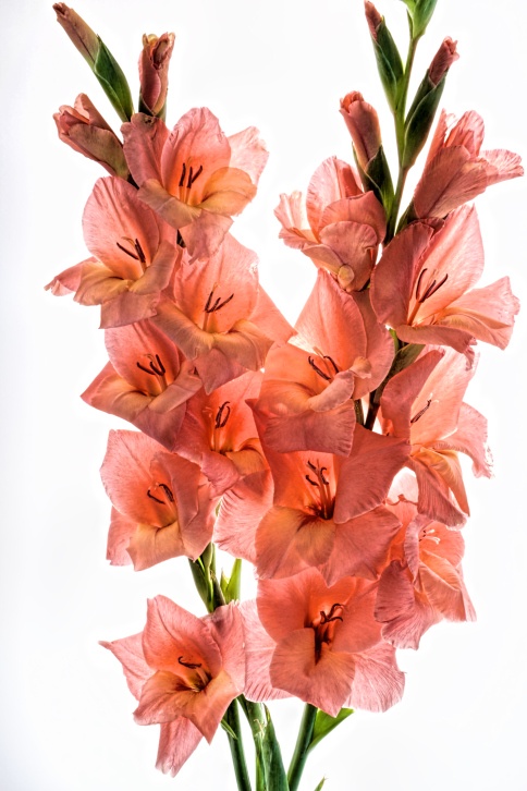 Gladiola Photo