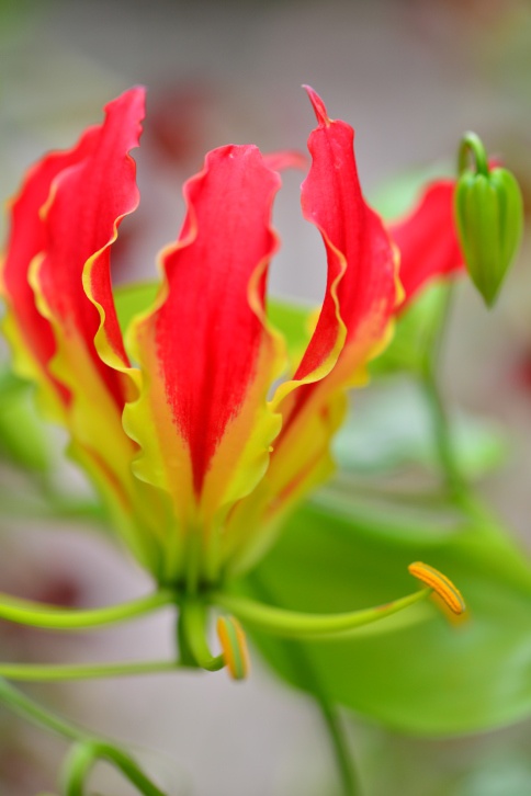 Glory Lily Photo