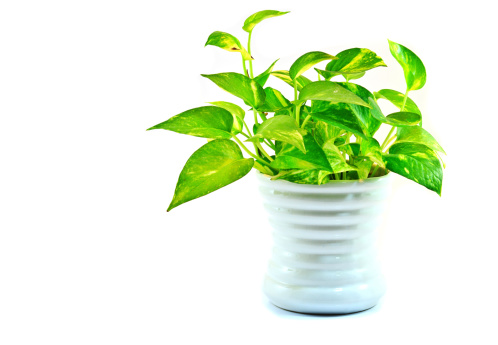 Golden Pothos Photo