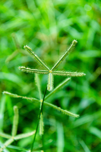 Goosegrass Photo