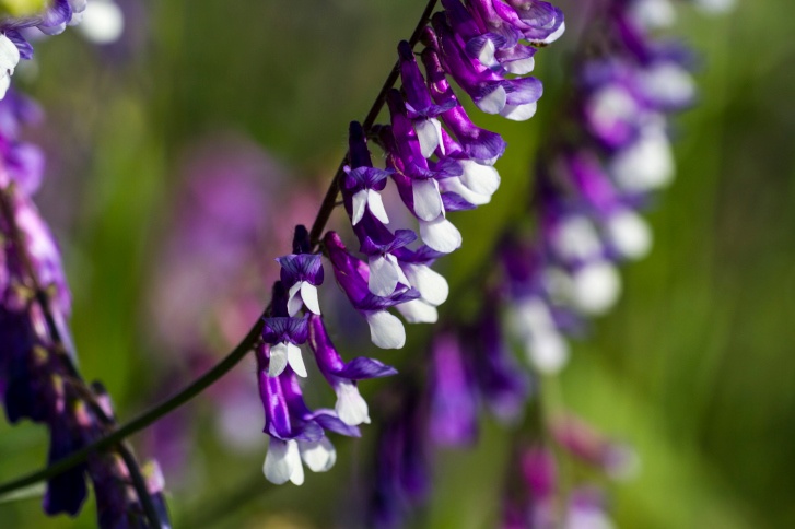 Hairy Vetch Photo