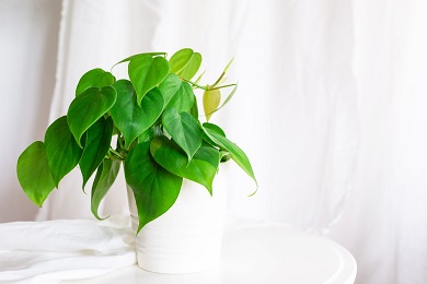 Heartleaf Philodendron Photo