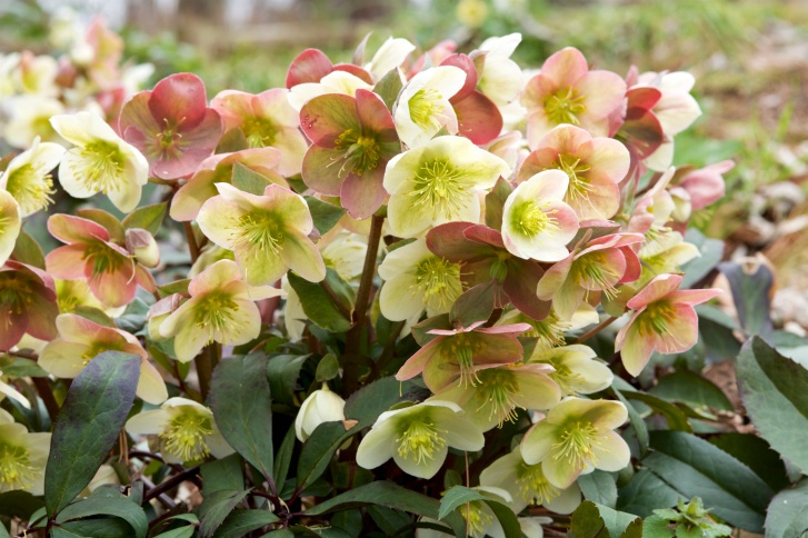 Hellebores Photo