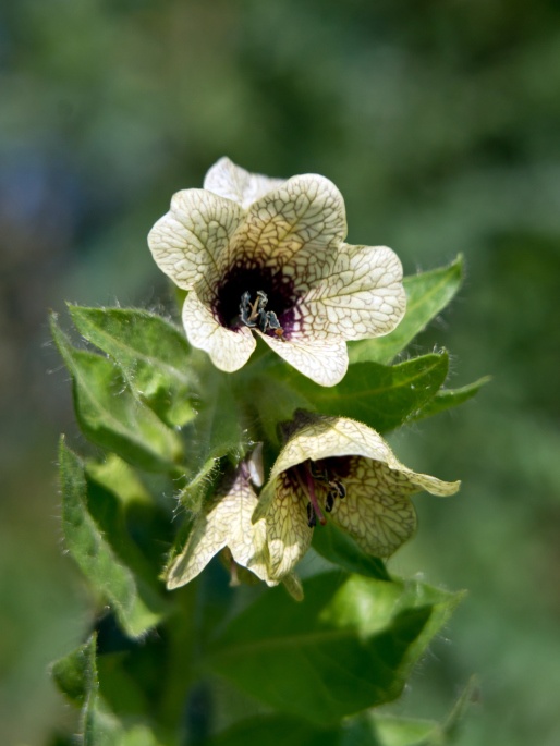 Henbane Photo