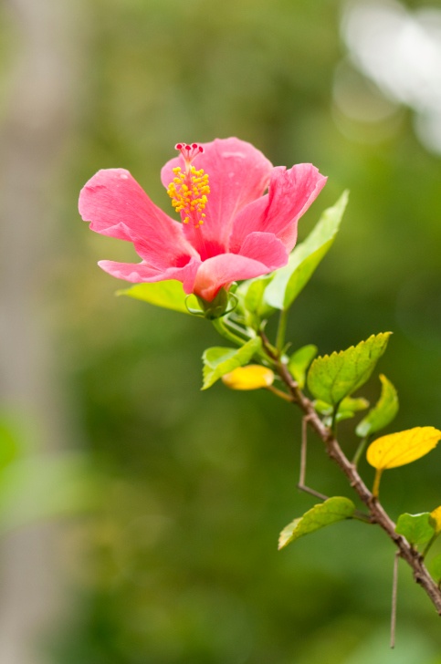 Hibiscus Photo