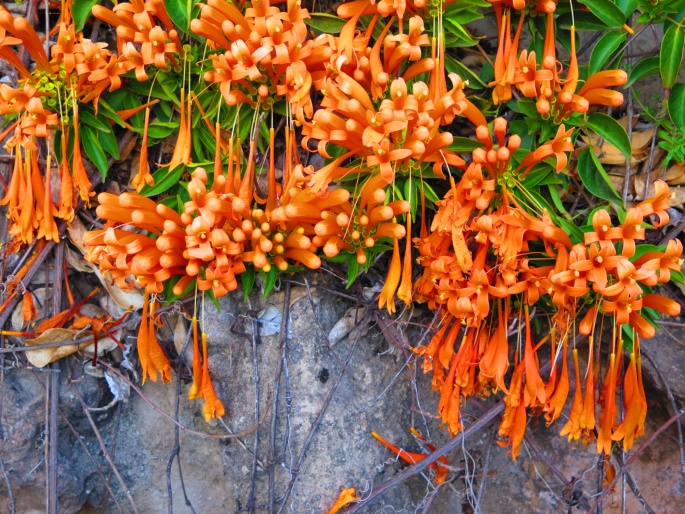 Honeysuckle Photo