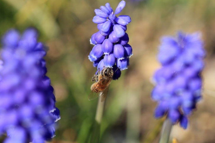 Hyacinth Photo