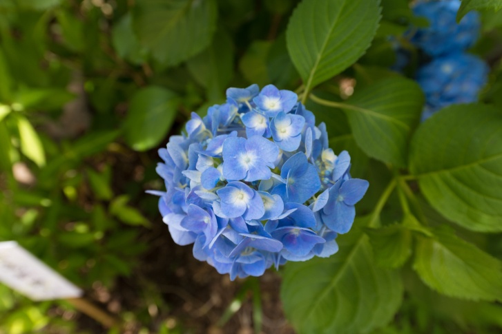 Hydrangea Photo