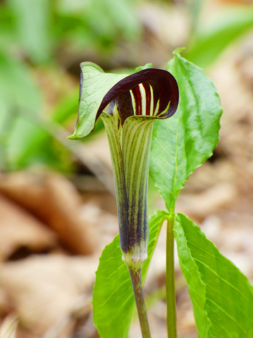 Indian Turnip Photo