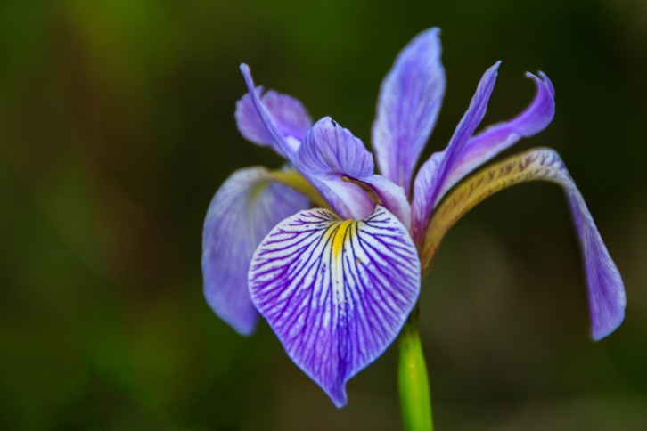 Iris Photo