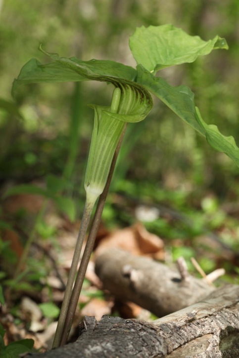 Jack-in-the-Pulpit Photo