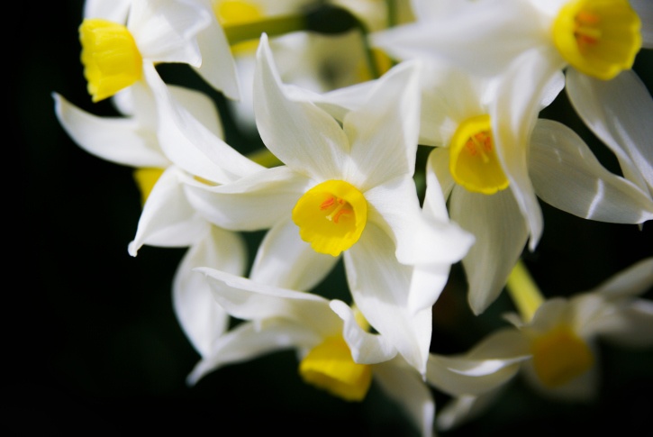 Jonquil Photo