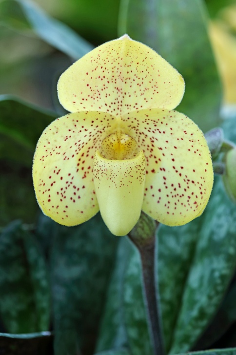 Lady Slipper Orchid Photo