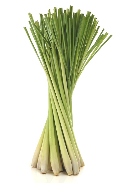 Lemongrass Photo