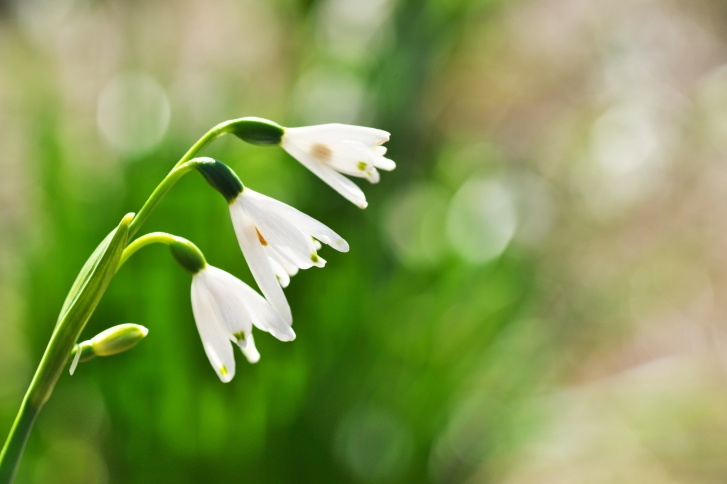 Lily of the Valley Photo