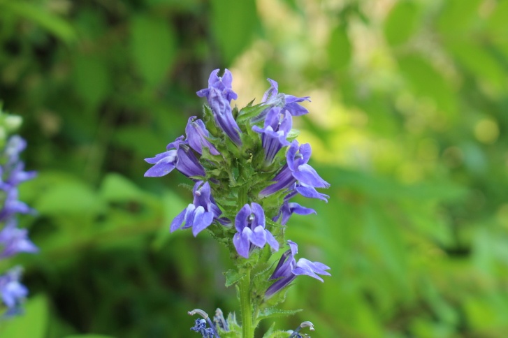 Lobelia Photo