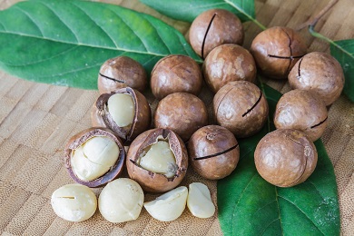 Macadamia Nut/Australian Nut Photo