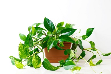 Marble Queen Pothos Photo