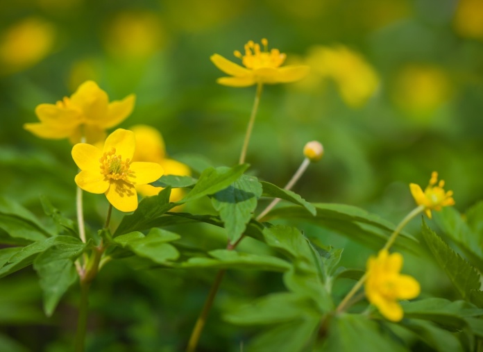 Marsh Marigold Photo