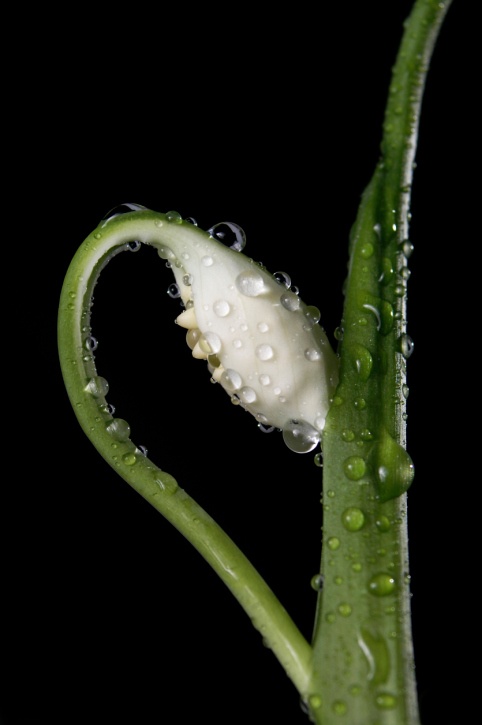 Mauna Loa Peace Lily Photo