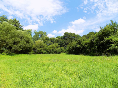 Meadow Grass Photo